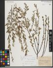 Foto von Salix repens L.